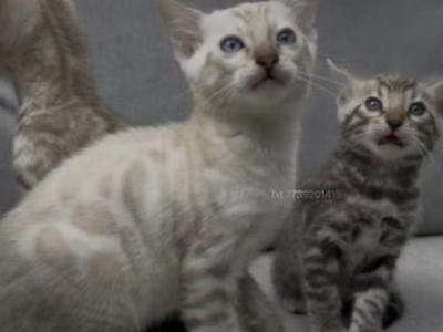 White Chevy Litter - Bengal - Gallery Photo #1