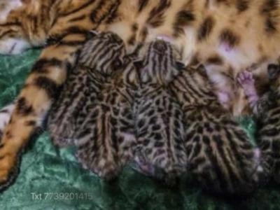 Traverse Litter - Bengal - Gallery Photo #1