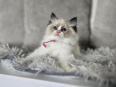 Afroditedolls Ubbe - Ragdoll - Gallery Photo #1