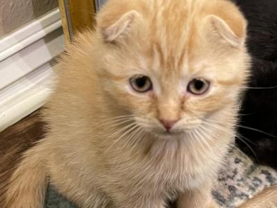 Leo Scottish Fold Kitten - Scottish Fold - Gallery Photo #1