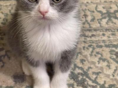 Lucky Scottish Fold Kitten - Scottish Fold - Gallery Photo #1