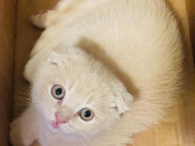 Cappuccino ScottishFold Kitten - Scottish Fold - Gallery Photo #1