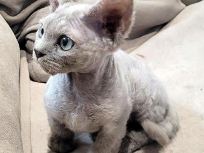 Gunner - Devon Rex - Gallery Photo #1