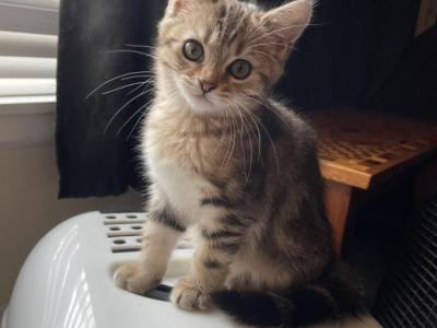 Tabby Girl - Scottish Straight - Gallery Photo #1