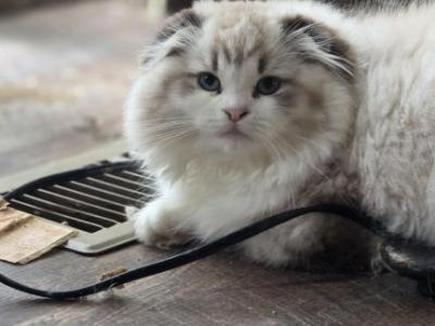 Ragdoll And Scottish Fold - Ragdoll - Gallery Photo #1