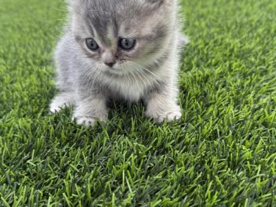 Bluey - British Shorthair - Gallery Photo #1