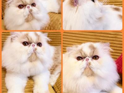 Red And White Male - Persian - Gallery Photo #1