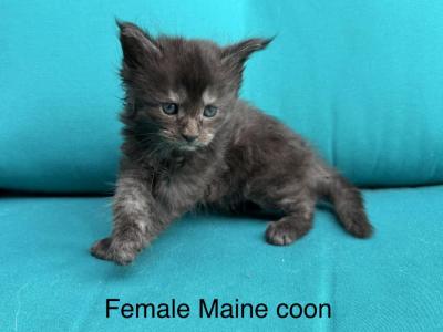 Female Black Smoke Maine Coon - Maine Coon - Gallery Photo #1