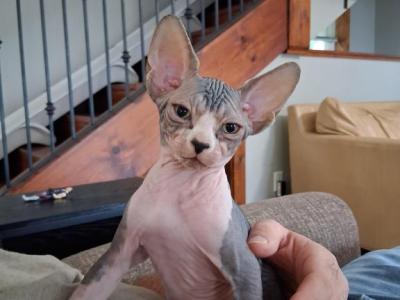 TICA Bi Color Male - Sphynx - Gallery Photo #1