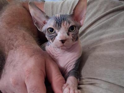TICA Calico Bi Color - Sphynx - Gallery Photo #1