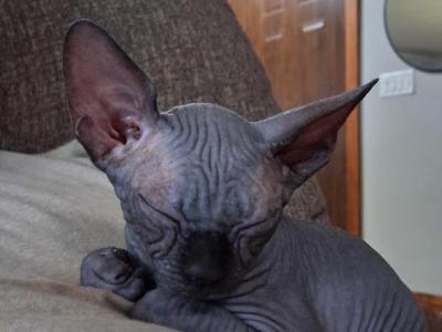 TICA Black Male - Sphynx - Gallery Photo #1