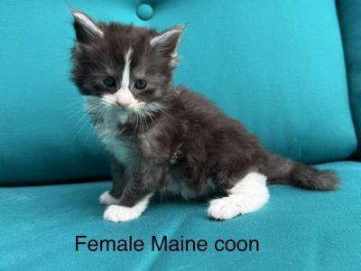 Blue And White Female Maine Coon Kitten - Maine Coon - Gallery Photo #1