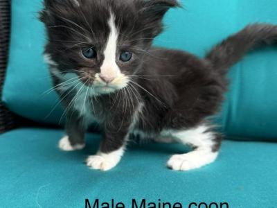 Black And White Male Maine Coon Kitten - Maine Coon - Gallery Photo #1
