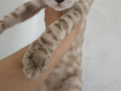 Kai - Bengal - Gallery Photo #1