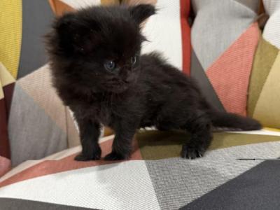 Black Female Maine Coon Kitten - Maine Coon - Gallery Photo #1