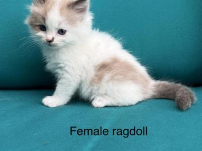 Seal Bicolor Mink Cherubim Ragdoll Female Kitten - Ragdoll - Gallery Photo #1
