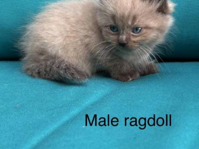 Seal Point Mink Cherubim Male Ragdoll Kitten - Ragdoll - Gallery Photo #1