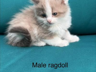 Seal Bicolor Mink Cherubim Ragdoll Male Kitten - Ragdoll - Gallery Photo #1