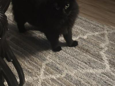 Marie - Maine Coon - Gallery Photo #1