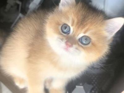 Coco - Scottish Straight - Gallery Photo #1