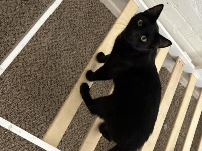 KJ - Domestic - Gallery Photo #1