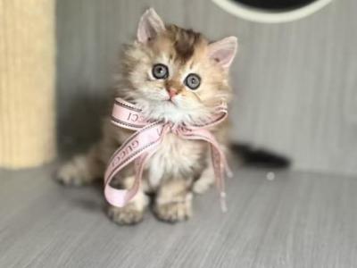 Mochi - Selkirk Rex - Gallery Photo #1