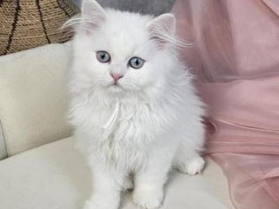 Angel - Persian - Gallery Photo #1