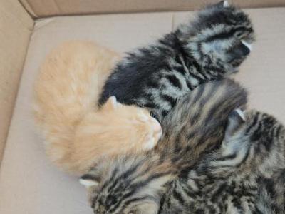 Bengal X Maine Coon Kittens Red Orange And More - Bengal - Gallery Photo #1