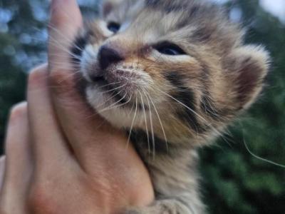 Bengal X Maine Coon Kittens Red Orange And More - Bengal - Gallery Photo #1
