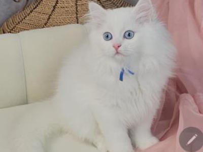 Blue - Persian - Gallery Photo #1