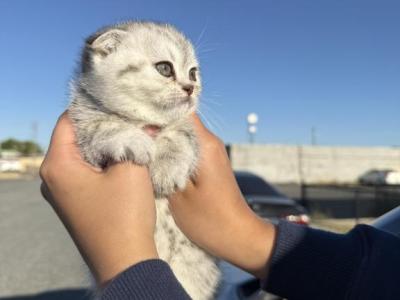 Whiskey - Scottish Fold - Gallery Photo #1