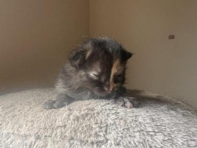 Tortoiseshell Kitten - American Longhair - Gallery Photo #1
