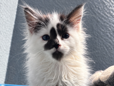 Pepper - Maine Coon - Gallery Photo #1