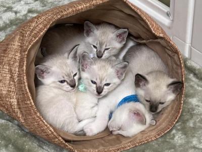 Lynx Point Thai Kittens - Thai - Gallery Photo #1