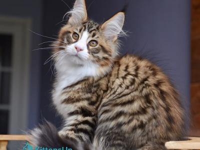Bright Star - Maine Coon - Gallery Photo #1