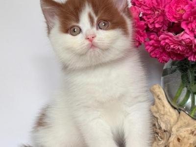 Ferris - British Shorthair - Gallery Photo #1