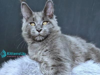 Lion King - Maine Coon - Gallery Photo #1