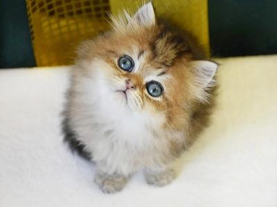 Leo - Scottish Straight - Gallery Photo #1