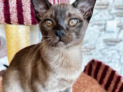 Uma - Burmese - Gallery Photo #1