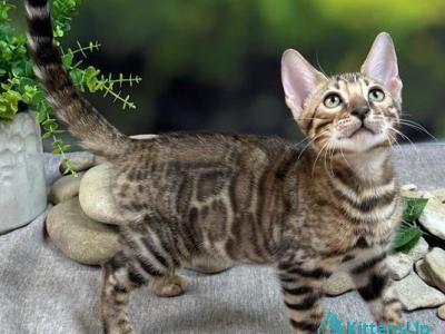 Henry - Bengal - Gallery Photo #1