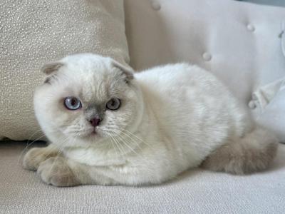 Scottish Fold Color Point Male - Scottish Fold - Gallery Photo #1