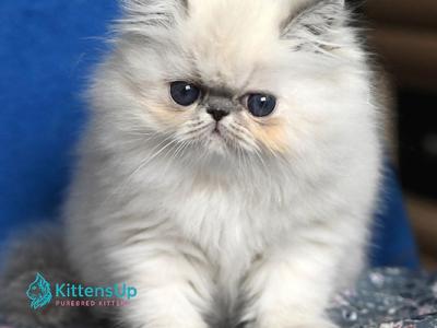 Areta - Persian - Gallery Photo #1