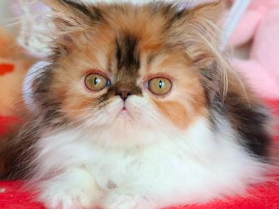 Yummy - Persian - Gallery Photo #1