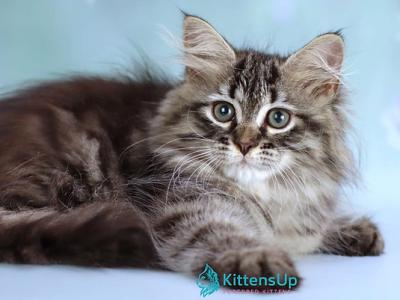 Gemma - Siberian - Gallery Photo #1