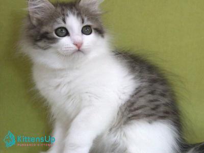 Hortenziy - Siberian - Gallery Photo #1