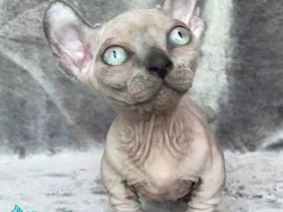 Athena - Devon Rex - Gallery Photo #1