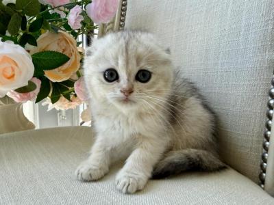 Scottish Fold Silver Brother And Sister - Scottish Fold - Gallery Photo #1
