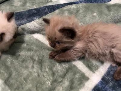 Coco And Madison - Ragdoll - Gallery Photo #1