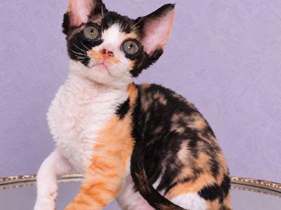 Fellicia - Devon Rex - Gallery Photo #1