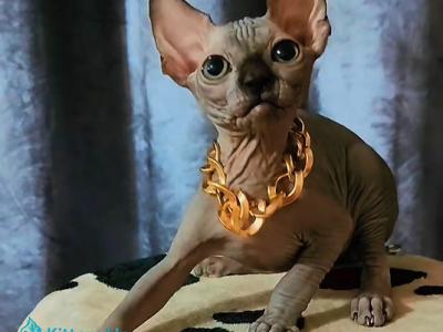 Kai - Sphynx - Gallery Photo #1